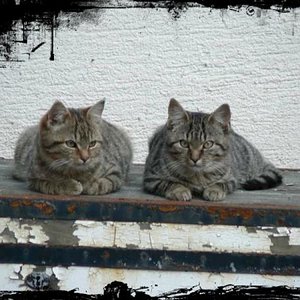 Fx und Foxi
die 2 unzertrennlichen