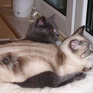 Justy und Karly am Fenster