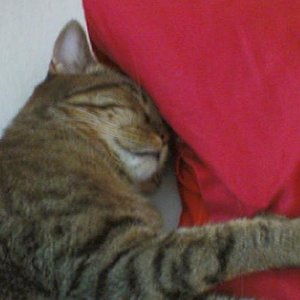 Im Bett ist es doch am gemütlichsten