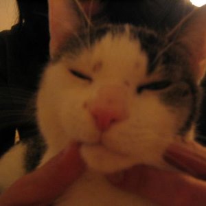 Tom: Ausbruch Katzenherpes, haben wir aber zum Glück in den Griff bekommen!