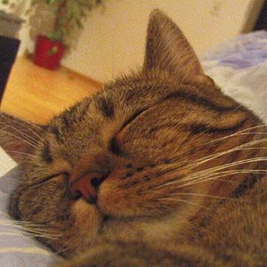 Schlafen, schmusen und spielen - dann bin ich zufrieden!