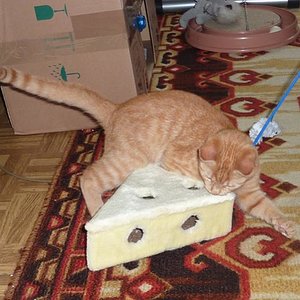 Sammy und sein neues Spielzeug ^^