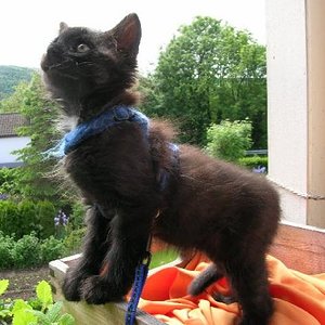 bigi katzen 015 640x480