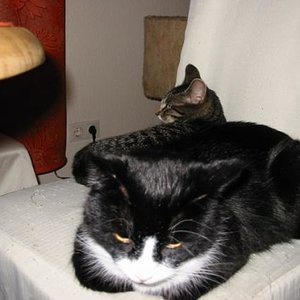 Pitti und Marie kuscheln