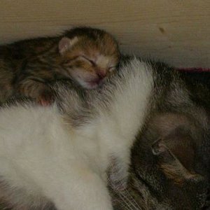 Amina, 3 Tage alt, Auf Marlenes Rücken