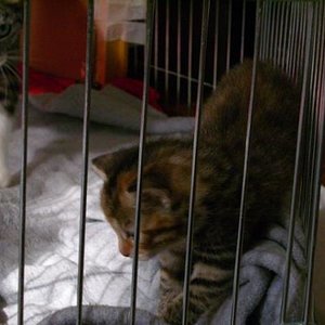 erste Gehversuche mit ca. 4 Wochen