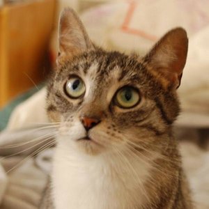 Die schönste Findelkatze Berlins