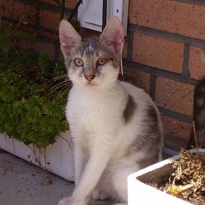 Ich mag den Balkon, in der Sonne ist es so schön warm. Meine Augen sind zwar ein bisschen entzündet - aber mich stört das nicht.

August 2009
