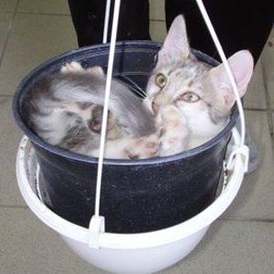 Was schaust du denn so? Ich mag meinen Topf!

August 2009