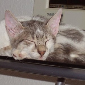 Der Computertisch ist ja SO bequem!

August 2009