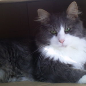 Frauchen bekommt neue Sachen und ich Kartons zu Wohlfühlen