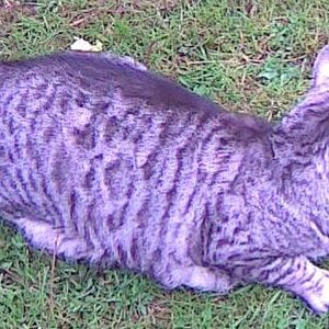 Man bin ich voller Katzenmilk ;P