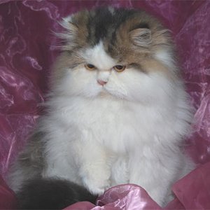 Dies ist unser Liebling zur zeit einziger Deckkater
in der Farbe black-tabby-white-harlekin