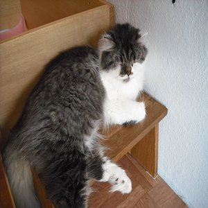 das ist unsere Mama sie hat am 15.09.2009 unsere Zucker 
süßen kitten auf die Welt geholt

Jualinn vom Wilhelmshof