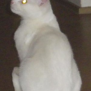 Fuzzy wird immer größer...lach