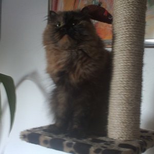 Tinka auf ihrem Kratzbaum