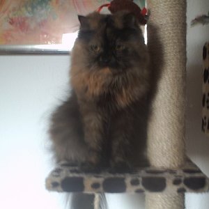 Tinka auf ihrem Kratzbaum