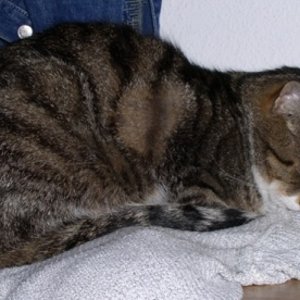 Sammy1
Sammy mag den Geruch seines weiblichen Dosis, also erstmal mit der Jacke kuscheln, um dann wie man beim nächsten Bild sehen kann,