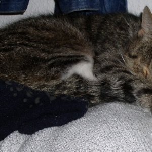 Sammy2

zu schlafen, also lasst mich in Ruhe, alle sind zu Hause und ich halte jetzt Siesta.