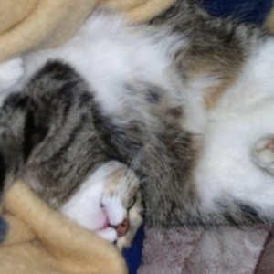 Sammy3

Einmal Bauchkraulen bitte, aber ausgiebig.