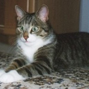 Sammy

Bin ich nicht hübsch ??? Erstmal in Positur legen, ich werde jetzt fotografiert.