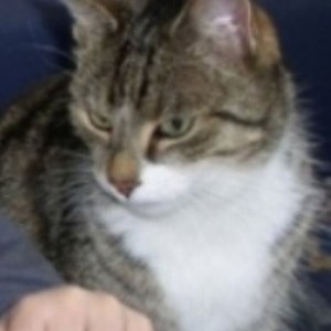 SammyJan2009

Warum sitzt mein kleiner Dosi jetzt hier und isst mir was vor? Ich will auch so was.