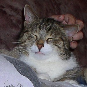 Gekrault zu werden ist das schönste auf der Welt, jedenfalls als Kater :-)