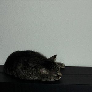 Frech wie man ihn kennt, auf dem Aquarium meines Mannes erstmal schön ausruhen...