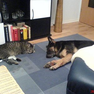 Wir haben Sie geliebt und sie haben sich geliebt. Beide sind über die Regenbogenbrücke gegangen und haben sich jetzt wieder.