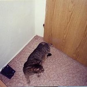 Ich habe es geliebt, wenn Du Deine Hinterpfoten so verrenkt hast...