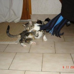 sie spielt gern mit allem, was herabhängt: Vorhänge, Schals etc. :-)