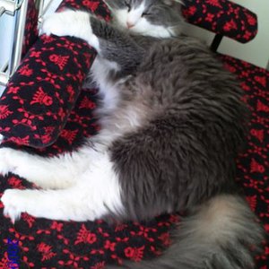 FiDas neue Hunde-Sofa für die Katz