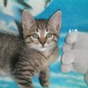 mein kleiner spatz tiger