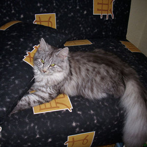 Sammy
Unsere zarte Lady
muß sich nach dem Herumtoben erst mal ausruhen!