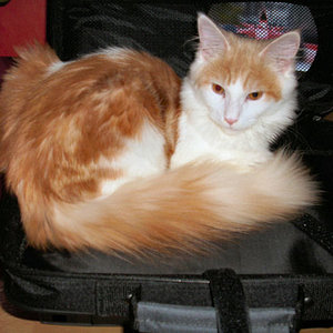 Leo
Unser dominanter Kater 
macht es sich in der Laptoptasche gemütlich!