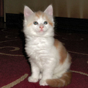 Katerchen Leo mit 8 Wochen