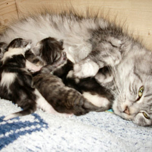 Sammy mit Babys
Die stolze Mutter mit ihren 4 Katerchen!