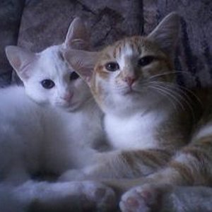 4400984 1250967418489l