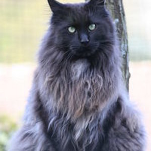 Don Vito die Mogepackung