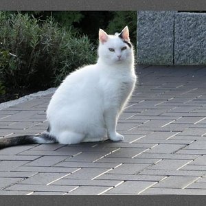 Momo auf unserer terasse am 06. Dezember 2009