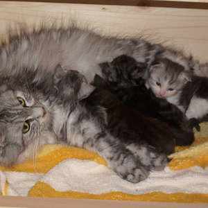 Einer satt - drei noch hungrig