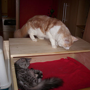 Papa Leo sieht nach dem Rechten