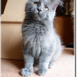 Unser Maine Coon Kater Uriah Heep mit etwa 16 Wochen