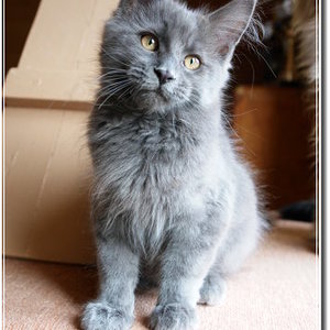 Unser Maine Coon Kater Uriah Heep mit etwa 16 Wochen