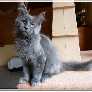 Unser Maine Coon Kater Uriah Heep mit etwa 16 Wochen