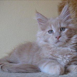 Unsere Honig-Prinzessin mit ca. 11 Wochen