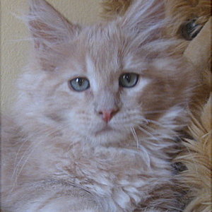 Unsere Honig-Prinzessin mit ca. 11 Wochen