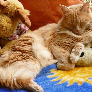 P1010209
Ich bin das neue Stofftier...