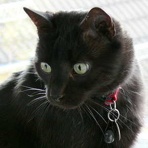 P1000113
Bino Rosario Räuberprinzi - mein kleiner Panther