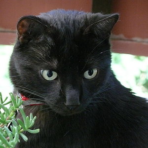 P1010438
Mein schwäbischer Baghira...